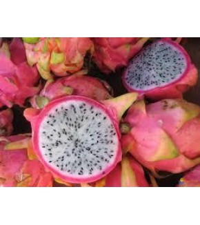 FRUTA DEL DRAGÓN O PITAIA X KILO