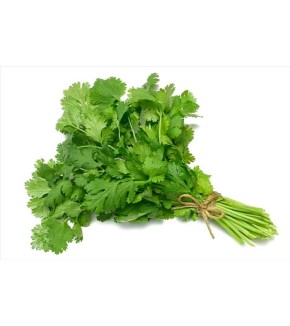 CILANTRO