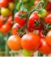TOMATE TOMY PLANCHA ESPECIAL X KILO