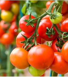 TOMATE TOMY PLANCHA ESPECIAL X KILO TOMATE TOMY PLANCHA ESPECIAL X KILO