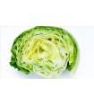 LECHUGA CAPUCCINA
